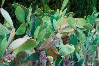 Denize yakın Balçık Botanik Bahçesi. Birçok farklı patlayıcı 