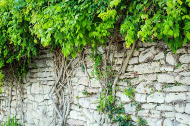 Denize yakın Balçık Botanik Bahçesi. Birçok farklı patlayıcı 