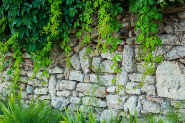 Denize yakın Balçık Botanik Bahçesi. Birçok farklı patlayıcı 