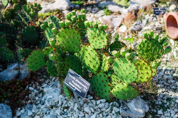 Balchikova Botanická zahrada poblíž moře. Mnoho různých výbušných — Stock fotografie