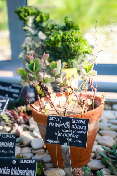 Jardín Botánico Balchik cerca del Mar. Muchos explosivos diferentes — Foto de Stock