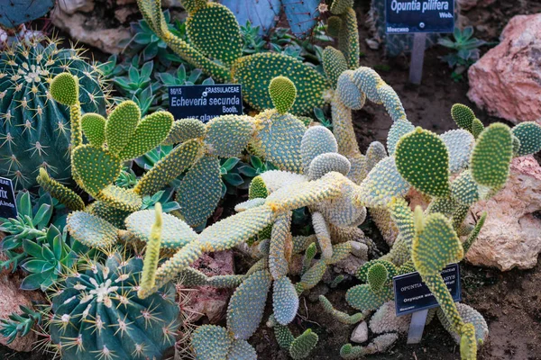 Balchikova Botanická zahrada poblíž moře. Mnoho různých výbušných — Stock fotografie