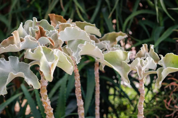 Balchikova Botanická zahrada poblíž moře. Mnoho různých výbušných — Stock fotografie