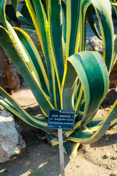 Balchikova Botanická zahrada poblíž moře. Mnoho různých výbušných — Stock fotografie