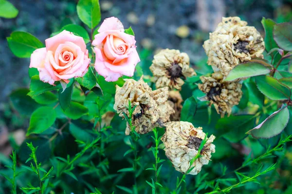 Balchik Botanical Garden near the Sea. Many different explosive — Stock Photo, Image