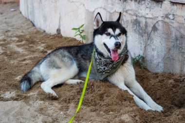Siyah ve beyaz husky. Neşeli köpek dünyayı dolaşıyor. Deniz ve b