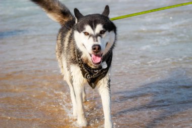 Siyah ve beyaz husky. Neşeli köpek dünyayı dolaşıyor. Deniz ve b