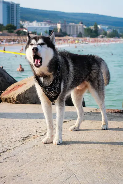 Svart och vit Husky. Glad hund reser världen. Havet och b — Stockfoto