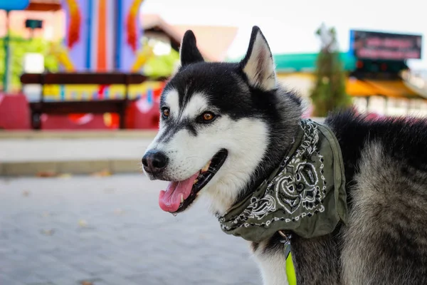 黒と白のハスキー。陽気な犬は、世界を旅します。海とb — ストック写真