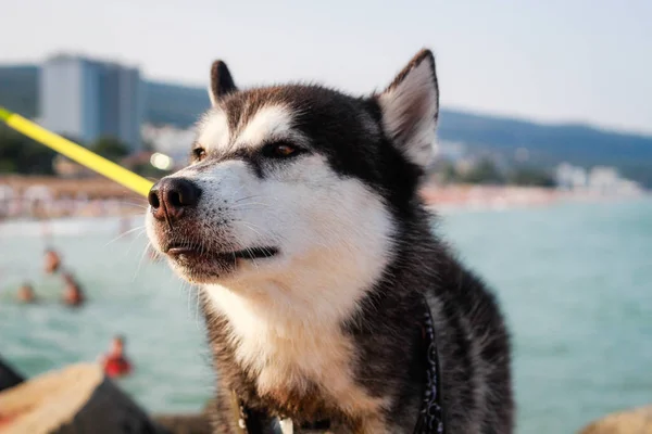 Svart och vit Husky. Glad hund reser världen. Havet och b — Stockfoto