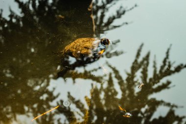 Kaplumbağa Balchik Botanik Bahçesi'ndeki havuzda yüzer. Bu