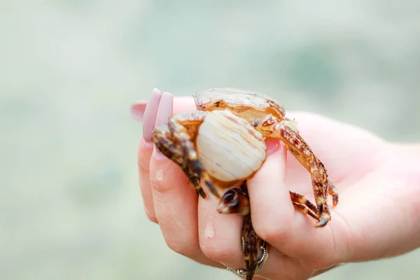 Dead crabs in girl on hand. Dark brown crab. Bulgaria — Stock Photo, Image