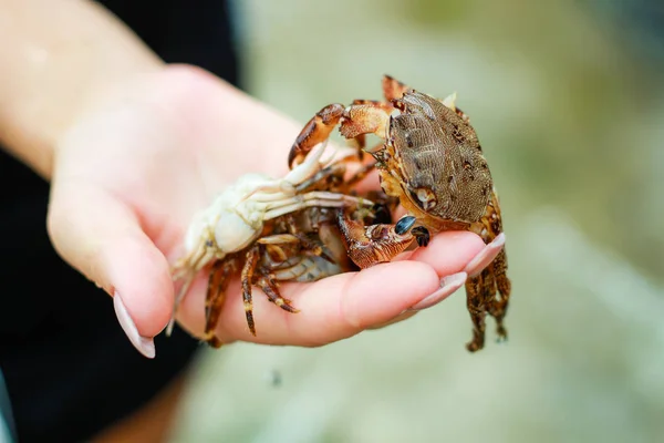 Dead crabs in girl on hand. Dark brown crab. Bulgaria