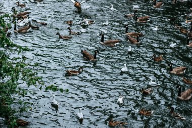 Ördekler, kuğular ve martılar D sseldor bir gölde yiyecek için mücadele