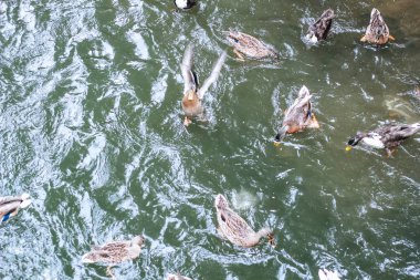 Ördekler, kuğular ve martılar D sseldor bir gölde yiyecek için mücadele