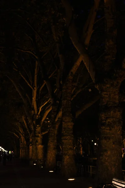Fák utcában. Éjszakai fények Dusseldorf. Traveling Németországban. — Stock Fotó