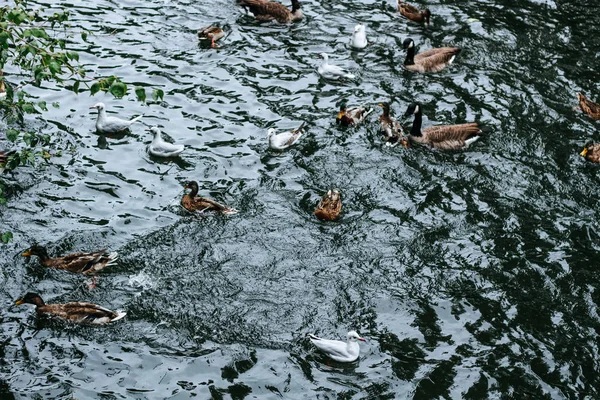 Änder, svanar och måsar kämpar för mat i en sjö i D sseldor — Stockfoto