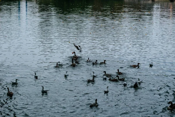 Ducks, swans and seagulls fight for food in a lake in D��sseldor — Stock Photo, Image