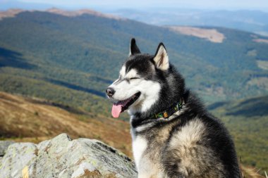 Husky 'ler siyah ve beyaz. Köpek. Dağlarda yürüyüş. Araba
