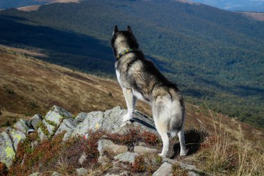 Husky 'ler siyah ve beyaz. Köpek. Dağlarda yürüyüş. Araba