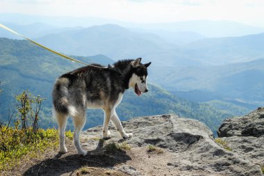 Husky 'ler siyah ve beyaz. Köpek. Dağlarda yürüyüş. Araba