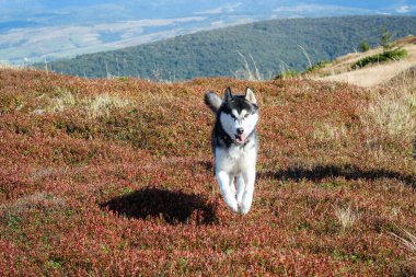 Husky 'ler siyah ve beyaz. Köpek. Dağlarda yürüyüş. Araba