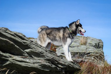 Husky 'ler siyah ve beyaz. Köpek. Dağlarda yürüyüş. Araba