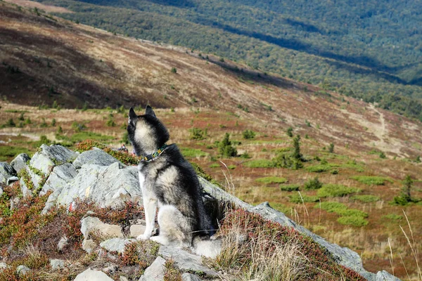 De Husky zijn zwart-wit. Een hond. Wandelen in de bergen. Auto — Stockfoto