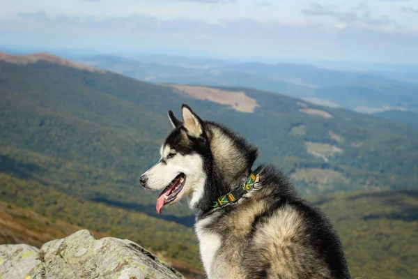 De Husky zijn zwart-wit. Een hond. Wandelen in de bergen. Auto — Stockfoto