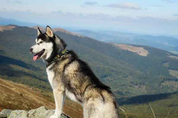 ハスキーは黒と白だ犬。山の中でハイキング。車 — ストック写真