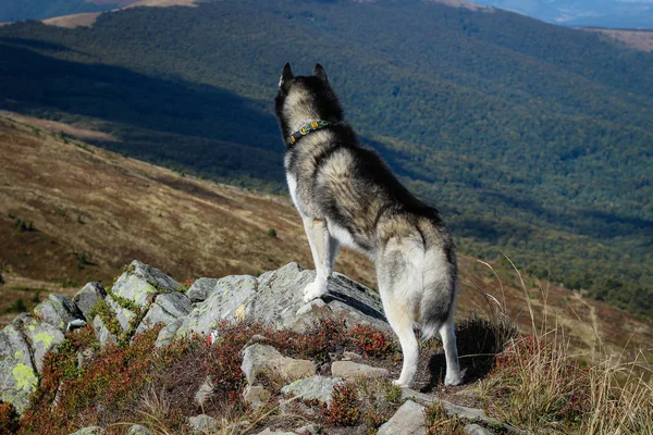 Husky adalah hitam dan putih. Anjing. Mendaki di pegunungan. Mobil — Stok Foto