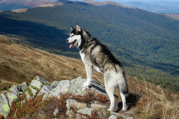 ハスキーは黒と白だ犬。山の中でハイキング。車 — ストック写真