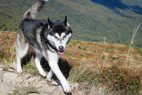 Los Husky son blancos y negros. Perro. Senderismo en las montañas. Coche — Foto de Stock