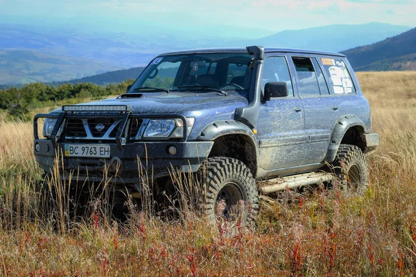 Cipler dağda. Pikui tepesinde. Karpat Dağları. Eylül