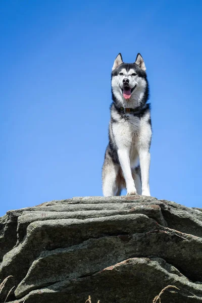 Los Husky son blancos y negros. Perro. Senderismo en las montañas. Coche — Foto de Stock