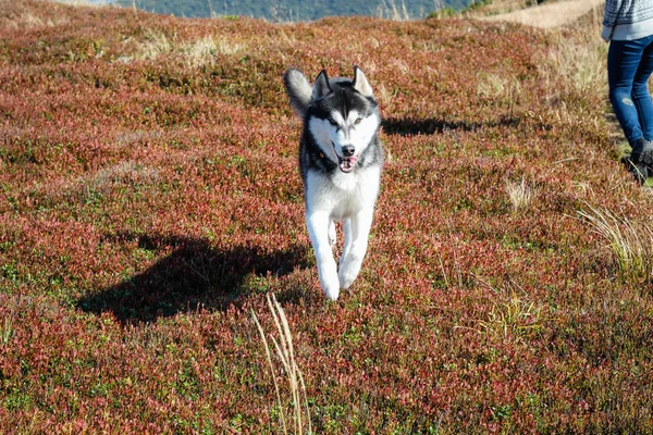 De Husky zijn zwart-wit. Een hond. Wandelen in de bergen. Auto — Stockfoto