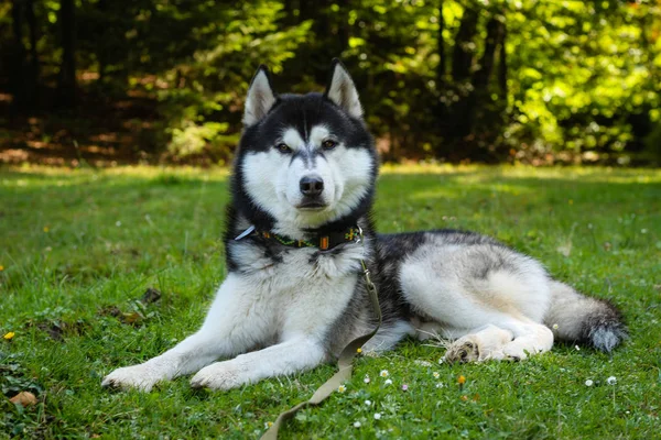 Os Husky são pretos e brancos. Cão. Caminhadas nas montanhas. Carro — Fotografia de Stock