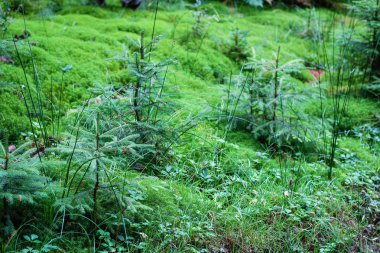 Yerde güzel yeşil yosunlar, yosunlara yakın çekim, makro. Güzellik