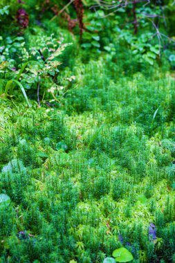 Yerde güzel yeşil yosunlar, yosunlara yakın çekim, makro. Güzellik