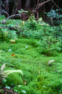 Yerde güzel yeşil yosunlar, yosunlara yakın çekim, makro. Güzellik