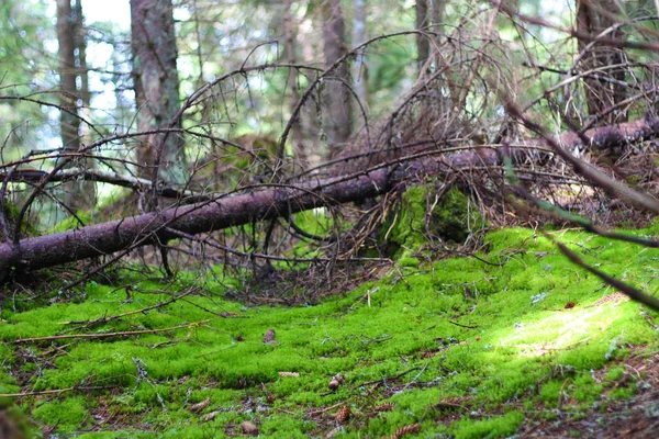 Hermoso musgo verde en el suelo, musgo primer plano, macro. Beautifu. — Foto de Stock