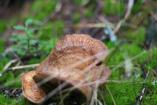 Mushrooms in the Ukrainian Carpathians. Bosque y musgos verdes.Cl —  Fotos de Stock