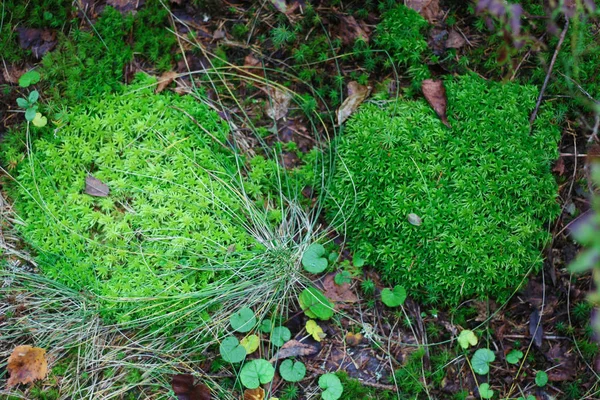 美丽的绿色苔藓在地板上，苔藓特写，宏观。 Beautifu — 图库照片