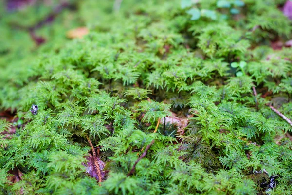 美丽的绿色苔藓在地板上，苔藓特写，宏观。 Beautifu — 图库照片