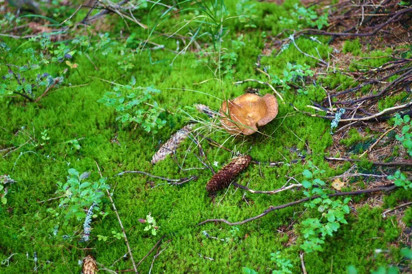 乌克兰喀尔巴阡山脉的蘑菇。 森林和绿色苔藓 — 图库照片