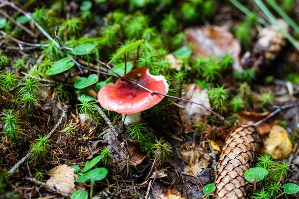 Mushrooms in the Ukrainian Carpathians. Bosque y musgos verdes.Cl —  Fotos de Stock