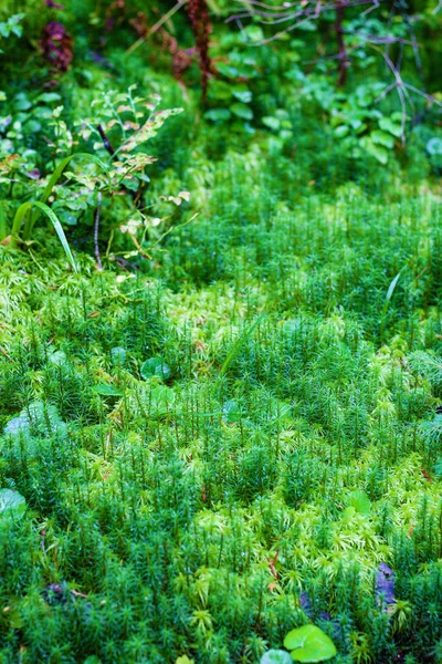 Vacker grön mossa på golvet, mossa närbild, makro. Fågelägg — Stockfoto
