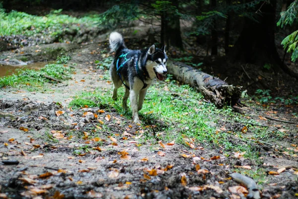 Husky hond. Herfst bergen. Karpaten — Stockfoto