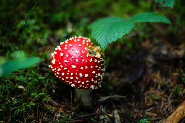 Mushrooms in the Ukrainian Carpathians. Bosque y musgos verdes.Cl —  Fotos de Stock