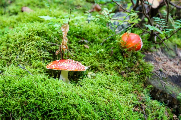乌克兰喀尔巴阡山脉的蘑菇。 森林和绿色苔藓 — 图库照片
